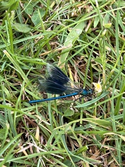Calopteryx splendens