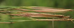Festuca amethystina