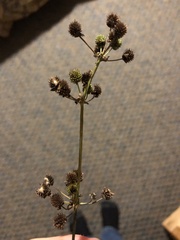 Echinodorus berteroi