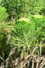Hymenolepis