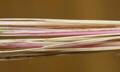 Festuca amethystina