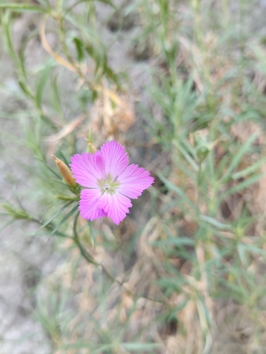 Image of Dianthus rupicola by (c) Riccardo Rocca, some rights reserved (CC BY)