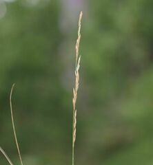 Festuca amethystina