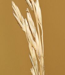 Festuca amethystina