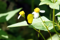 Eurema candida