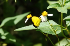 Eurema candida
