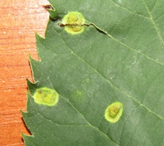 Paracercosporidium microsorum