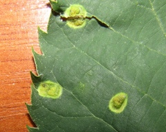 Paracercosporidium microsorum