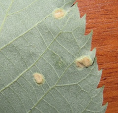 Paracercosporidium microsorum