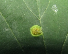 Paracercosporidium microsorum