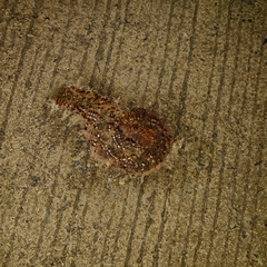 Thyropygus allevatus