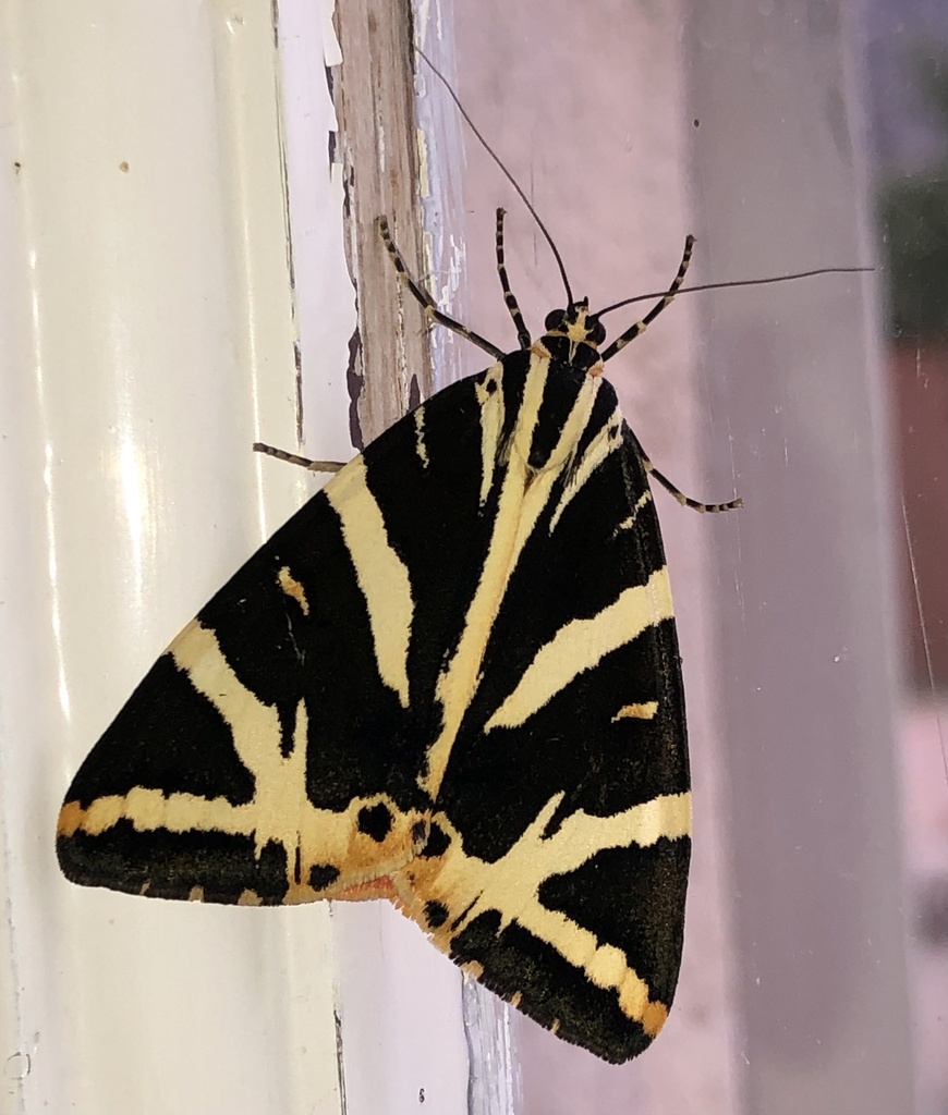 Jersey tiger (Euplagia quadripunctaria)