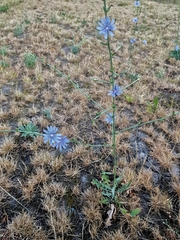 Cichorium intybus