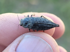 Dicerca tenebrica