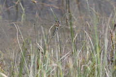 Somatochlora alpestris