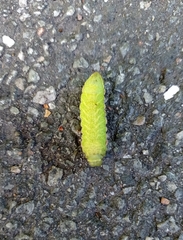 Lepidoptera