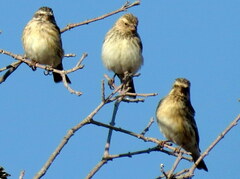 Crithagra atrogularis semideserti