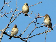 Crithagra atrogularis semideserti