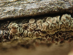 Lecanora varia