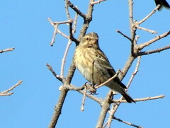 Crithagra atrogularis semideserti