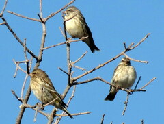 Crithagra atrogularis semideserti