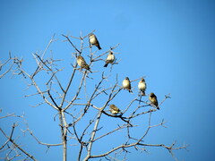 Crithagra atrogularis semideserti