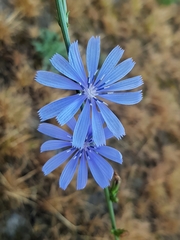 Cichorium intybus