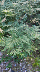 Pteridium pinetorum