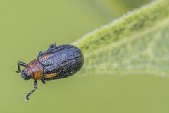 Microrhopala vittata