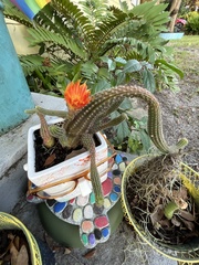 Aporocactus flagelliformis