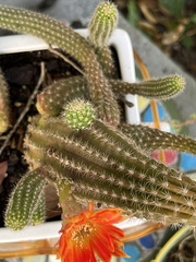 Aporocactus flagelliformis