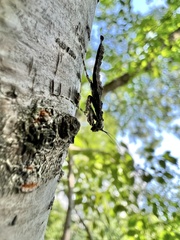 Amorphoscelis chinensis