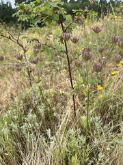 Lomatium nudicaule
