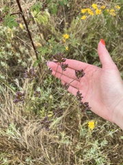 Lomatium nudicaule