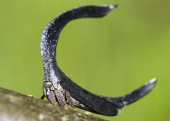 Cladonota