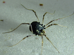 Paranemastoma quadripunctatum