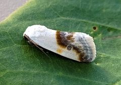 Ponometia binocula