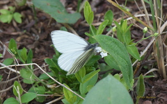 Pieris angelika