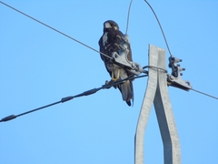 Geranoaetus