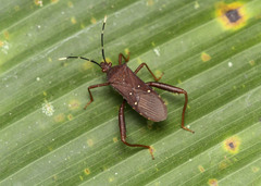 Leptoscelis quadrisignatus