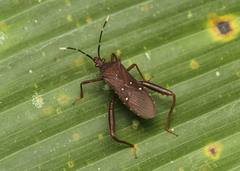 Leptoscelis quadrisignatus