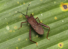 Leptoscelis quadrisignatus