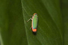 Tylozygus