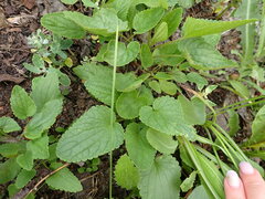 Dracocephalum nutans