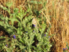 Melitaea didyma