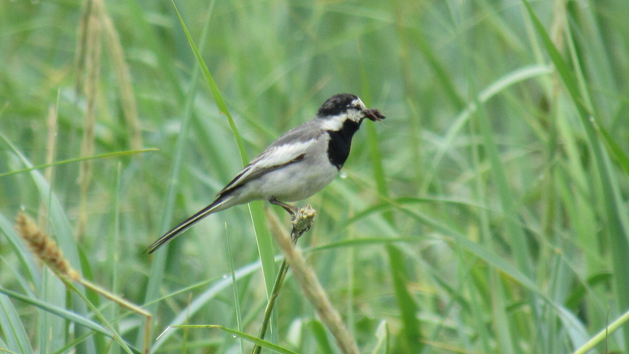black-backed wagtail, japanese pied wagtail, kamchatka pied wagtail