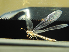 Myrmeleontoidea