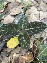 Echites rubrovenosus