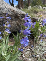 Penstemon glaber alpinus