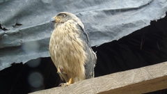 Rupornis magnirostris